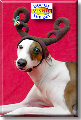 Vinnie, the Dog of the Day