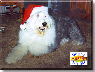 Murphy, the Dog of the Day