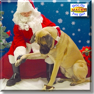 Macky, the Dog of the Day