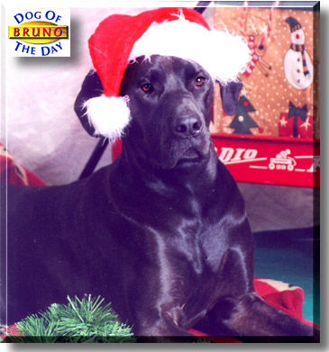 Bruno, the Dog of the Day