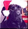 Bruno