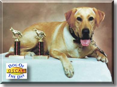 Oscar, the Dog of the Day