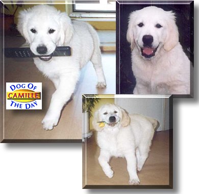 Camille, the Dog of the Day