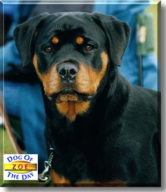 Zoe, the Dog of the Day