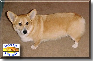 Teddy, the Dog of the Day