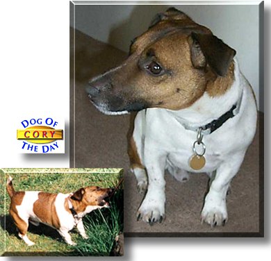 Cory, the Dog of the Day