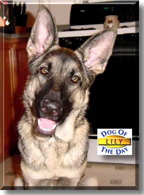 Lily, the Dog of the Day