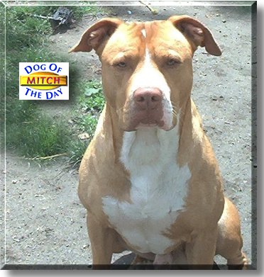 Mitch, the Dog of the Day