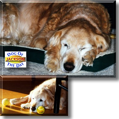 Jackson, the Dog of the Day