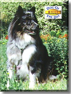Billabong, the Dog of the Day