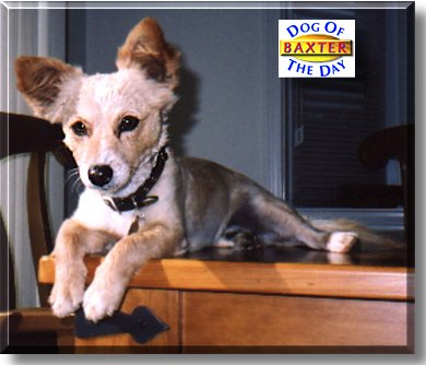 Baxter, the Dog of the Day