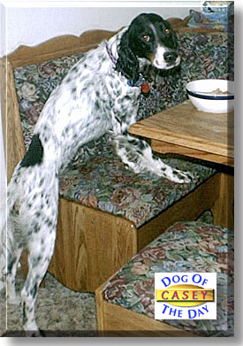 Casey, the Dog of the Day