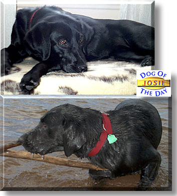 Josie, the Dog of the Day