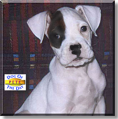Pete, the Dog of the Day