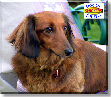 Snickers, the Dog of the Day