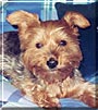 Dolly