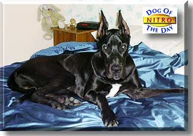 Nitro, the Dog of the Day