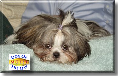 Molly, the Dog of the Day