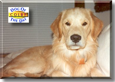 Colby, the Dog of the Day