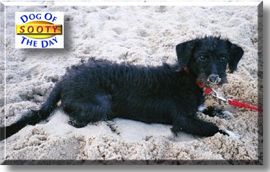 Sooty, the Dog of the Day