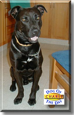 Charli, the Dog of the Day