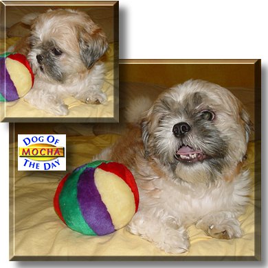 Mocha, the Dog of the Day