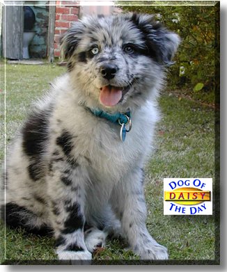 Daisy, the Dog of the Day