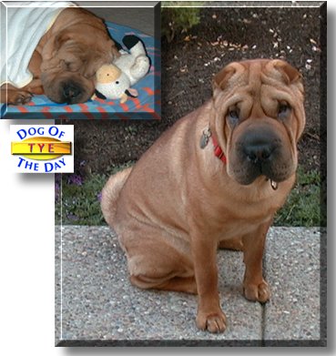 Tye, the Dog of the Day