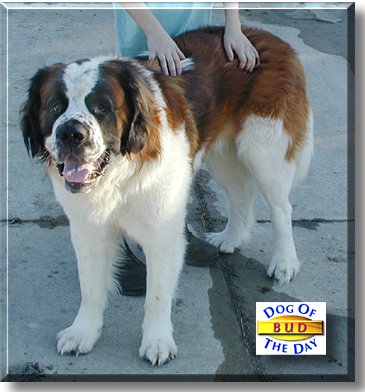 Sir Bud Wise, the Dog of the Day