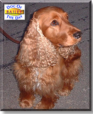 Bailey, the Dog of the Day