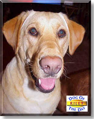 Riley, the Dog of the Day
