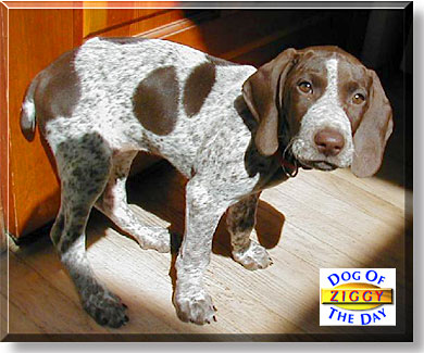 Ziggy, the Dog of the Day