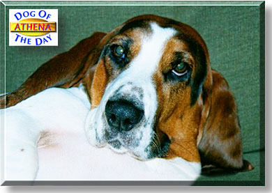 Athena, the Dog of the Day
