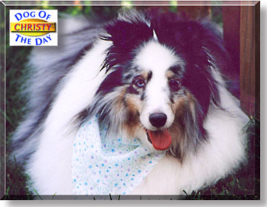 Christy, the Dog of the Day