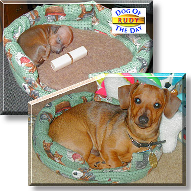 Rudy, the Dog of the Day