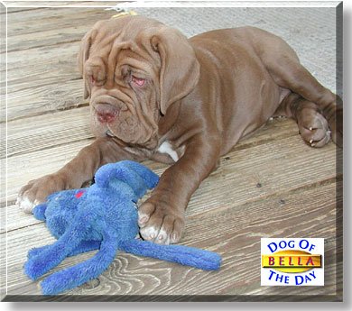 Bella, the Dog of the Day