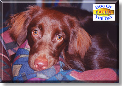 Kalua, the Dog of the Day