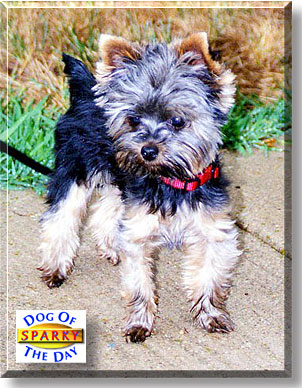 Sparky, the Dog of the Day