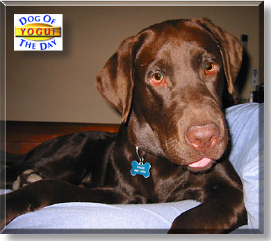 Yogui, the Dog of the Day