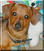 Rudy