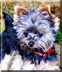 Sparky
