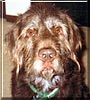 Gus