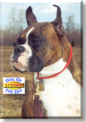 Stoney, the Dog of the Day