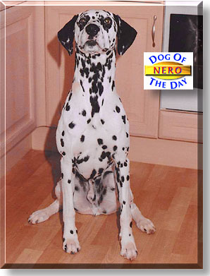 Nero, the Dog of the Day