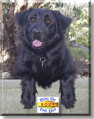 Roxy, the Dog of the Day