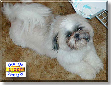 Gizzy, the Dog of the Day