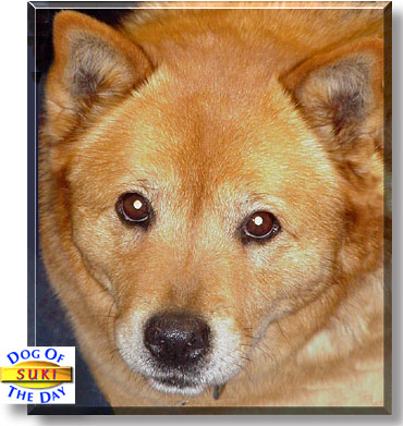 Suki, the Dog of the Day