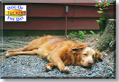 Tucker, the Dog of the Day
