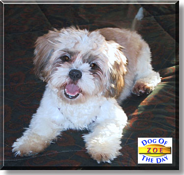 Zoe, the Dog of the Day