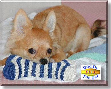 Kuu, the Dog of the Day